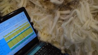 Mercado lanero cerró otra semana con buenas novedades.