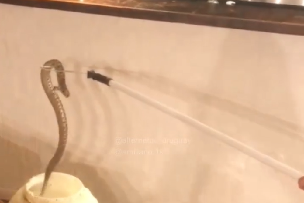 La serpiente rescatada