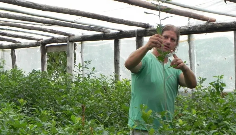 Luis López en uno de los invernáculos con plantines de roble