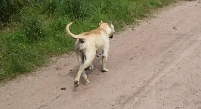 MGAP evalúa salida de camionetas con carros para buscar a perros sueltos