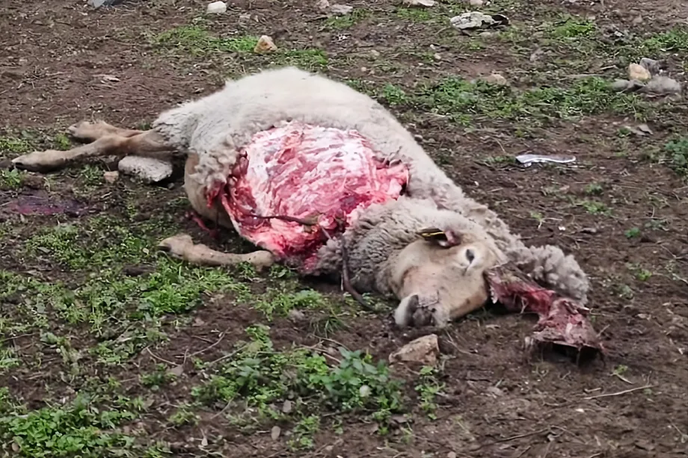 Una de las ovejas atacadas por los lobos en Madrid.