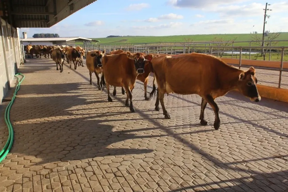 El MGAP procura facilidades adecuadas para que los tambos cumplan exigencias sobre efluentes