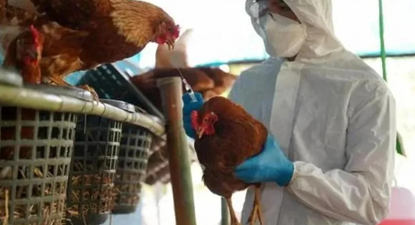 La Comunidad de Madrid activa el protocolo sanitario tras detectar un foco de gripe aviar con 45.000 gallinas en Valdemoro