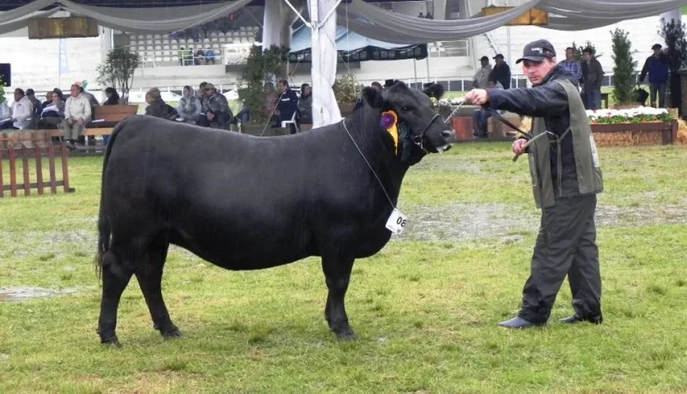 La Tercera Mejor Vaquillona Menor de la Expointer 2014