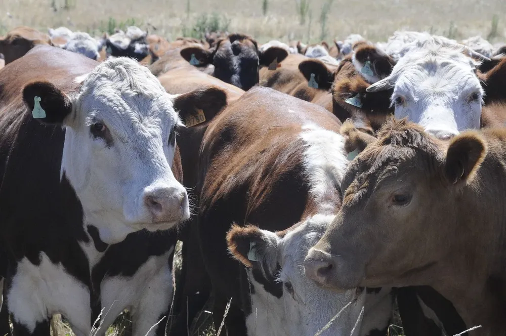 El stock vacuno no aumentó como inicialmente se había manejado.