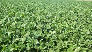 Fenómeno de El Niño golpeará soja uruguaya, según experto