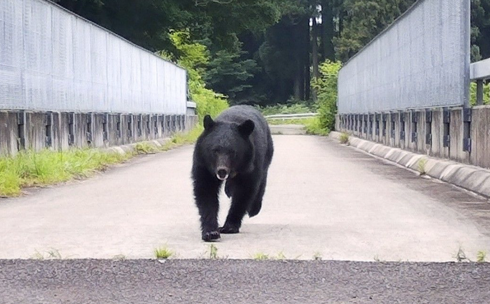 Capturaron un oso en la localidad de Utsonomiya, en Japón.