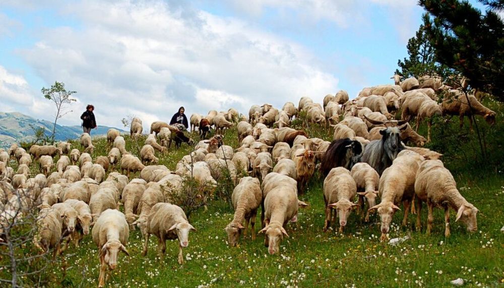 Una joven italiana se sorprende al encontrar un fenómeno rural en la carretera.
