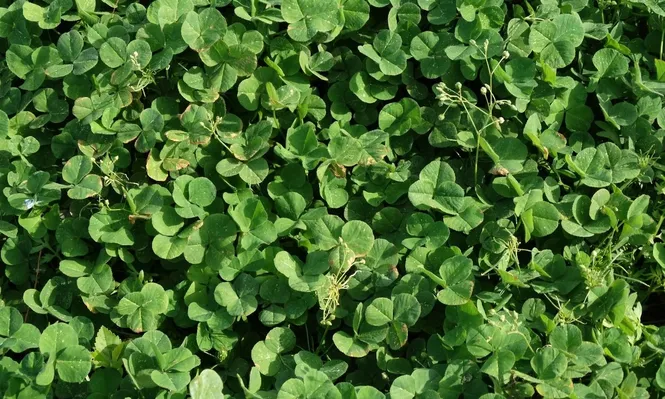 Tréboles en pradera para uso ganadero.