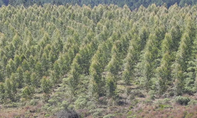 Proyecto de ley forestal no encaja en un sistema de democracia liberal y libre mercado