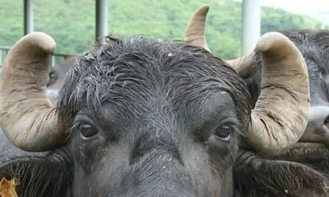 Dos gigantes mundiales  de la carne están en problemas