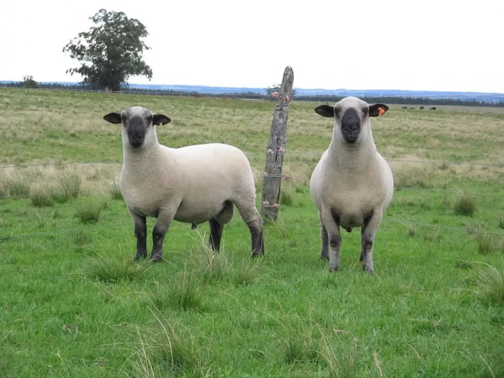 Se viene una nueva gira de los criadores de los tradicionales caramora.
