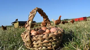 Producción de huevos caseros.
