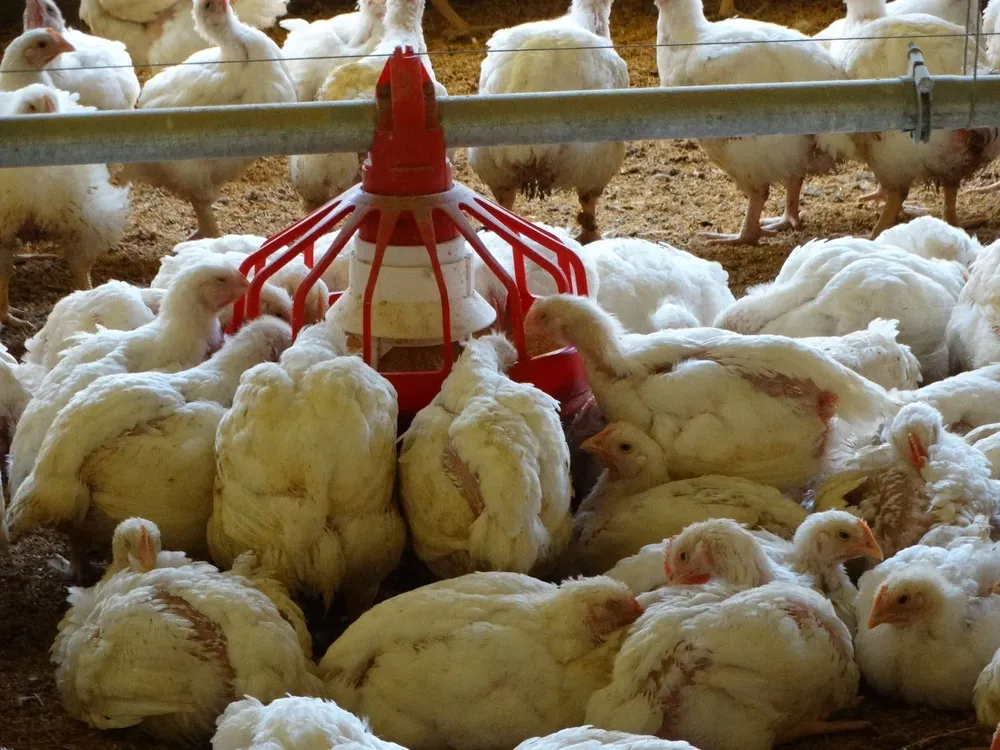 Los investigadores suponen que los componentes bioactivos del cannabis estimulan la salud de los intestinos de las aves, aumentando su inmunidad y mejorando su performance de crecimiento