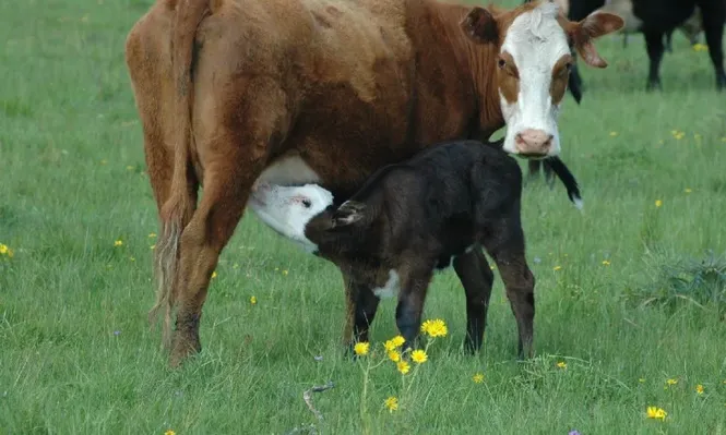 Uruguay ante una mejor perspectiva en el mercado internacional de la carne.