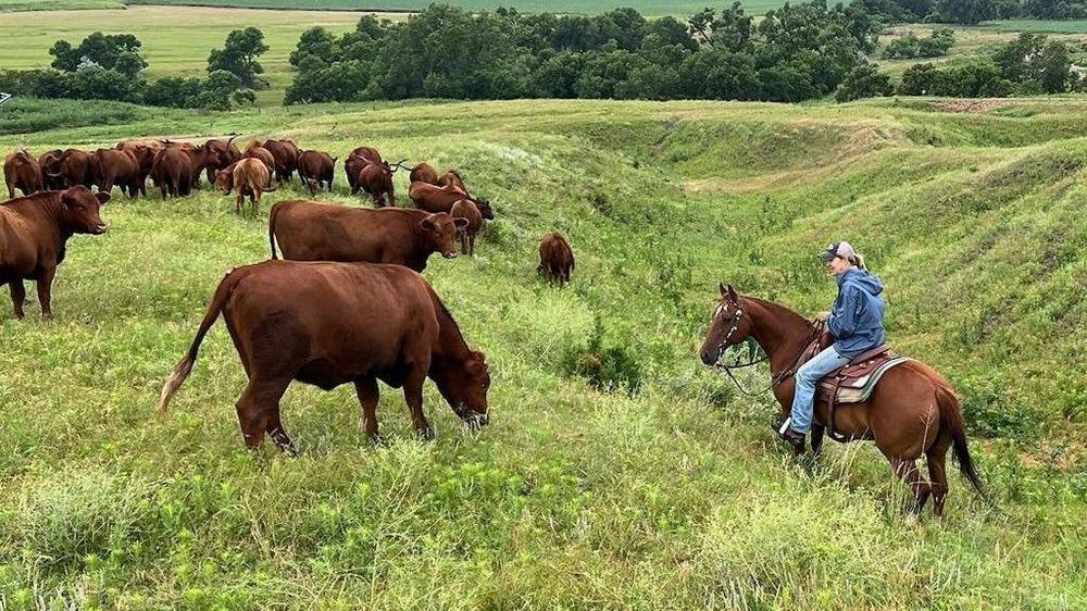 La ganadera Yvette Mannon ya lidiaba con los efectos de un devastador incendio forestal y el aumento del precio del combustible antes de que Estados Unidos anunciara nuevas importaciones de carne de res extranjera.