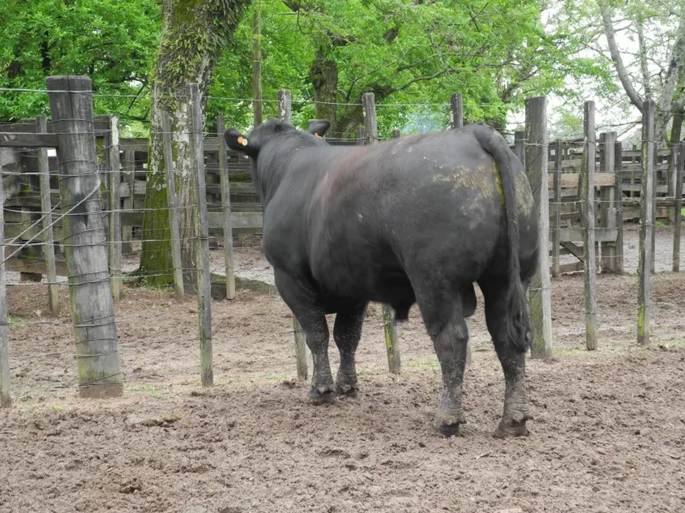 El toro campeón PO de cabaña La Cruz, de Ortiz.