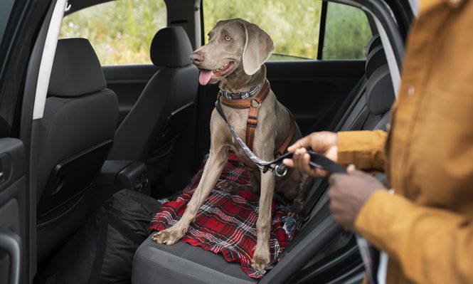 Uber Pet permite llevar una mascota por viaje, facilitando la movilidad de dueños con sus animales.