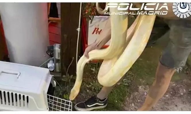 La Policía Municipal de Madrid capturó una serpiente de pitón de 16 kilos.