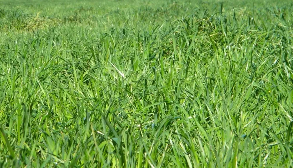 Puentes verdes: nexo entre la agricultura y la ganadería