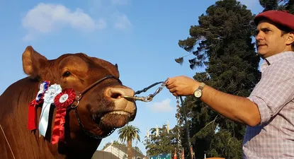 el toro angus que enamoro al jurado y fue gran campeon