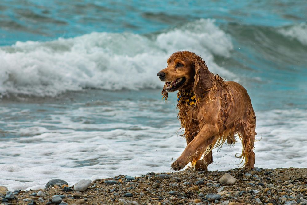 El Cocker Spaniel tiene una historia ligada a la caza en agua y disfruta nadar.  