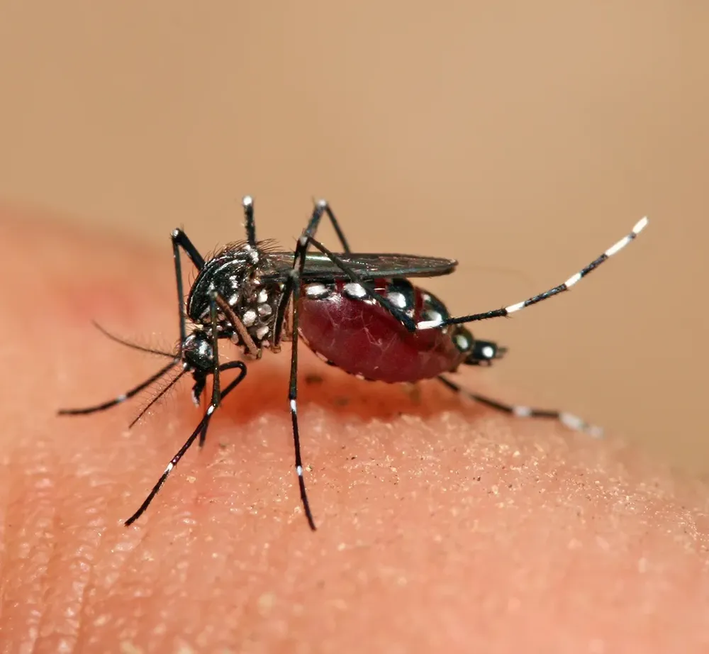 El mosquito aedes aegypti que transmite esta y otras enfermedades