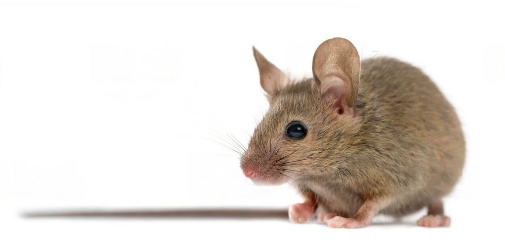 Alerta en Córdoba: hay una enfermedad causada por ratas que ya mató a un hombre y otro está grave