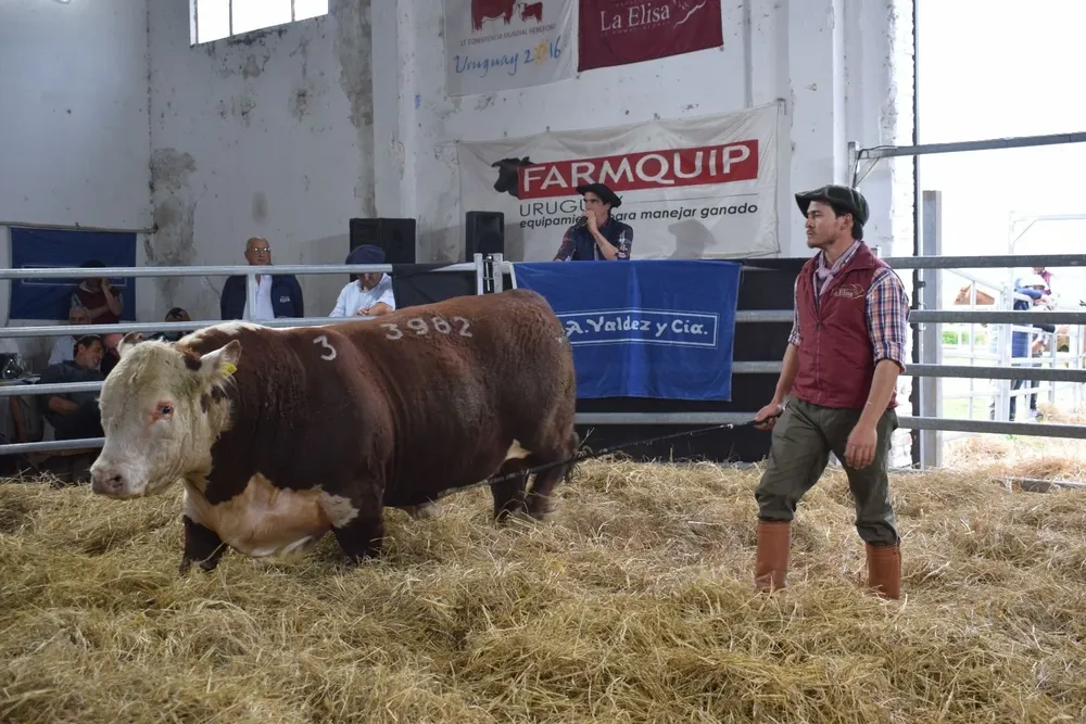 Hubo pujas en todos los lotes.