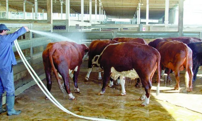 Menor demanda por ganados gordos