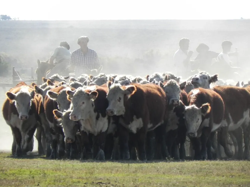 Producción ganadera en zonas afectadas por la falta de lluvias.