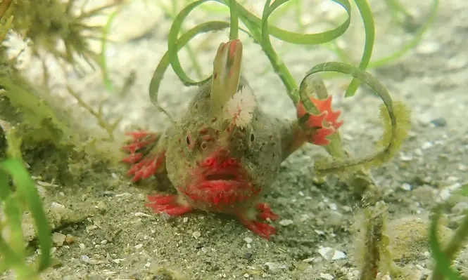 Ejemplar del pez mano.