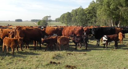 Ganadería en Uruguay, en armonía con el campo natural y la forestación.