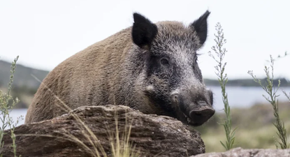 El jabalí europeo es considerado una especie exótica invasora de gran impacto
