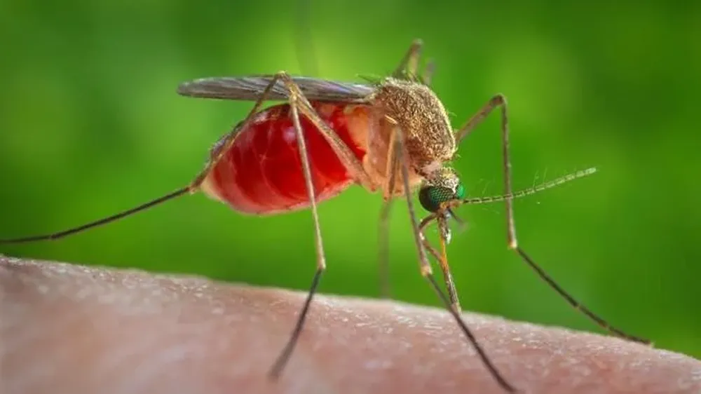 El Virus del Nilo Occidental se transmite por la picadura de mosquitos infectados
