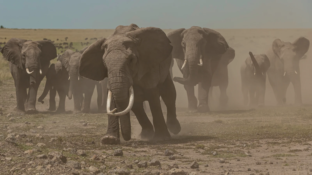 Manada de elefantes africanos