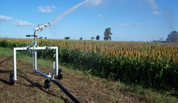 Riego en sorgo.