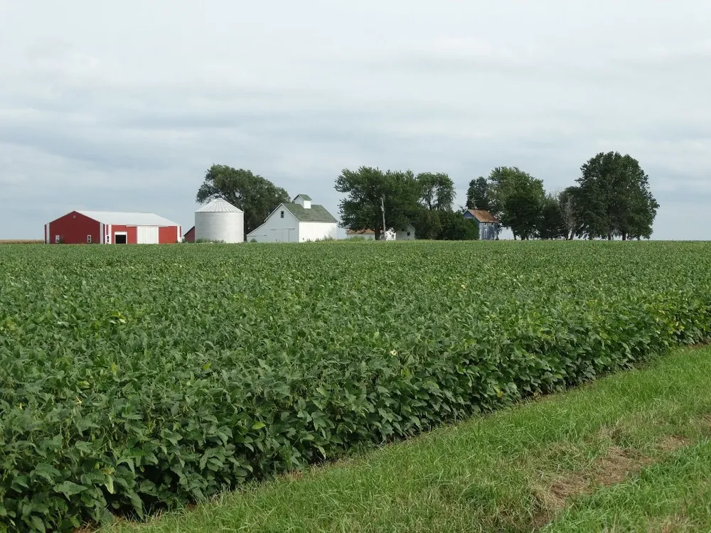 Chacra con soja en Illinois, Estados Unidos.