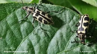 Escarabajo Astylus atromaculatus.