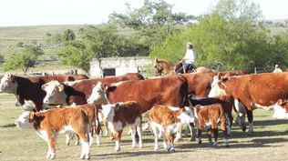 Una buena producción de terneros, clave para toda la agroindustria cárnica en Uruguay.