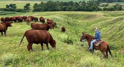 La ganadera Yvette Mannon ya lidiaba con los efectos de un devastador incendio forestal y el aumento del precio del combustible antes de que Estados Unidos anunciara nuevas importaciones de carne de res extranjera.