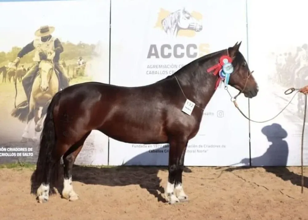 La Gran Campeona Criolla de la Expo Salto, expuesta por Parietti y Cavani.