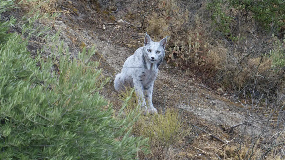 La imagen de un lince ibérico leucístico tomada en Jaén.