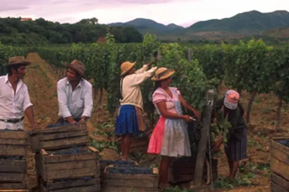 Vendimia en Tarija, Bolivia