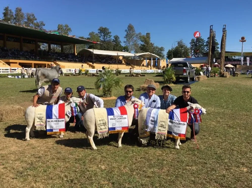 Los tres mejores Texel PI de la Expo Paraguay 2017 fueron uruguayos