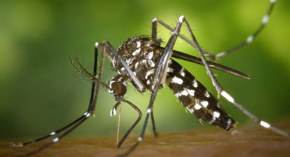 El mosquito tigre, uno de los responsable de la transmisión del dengue