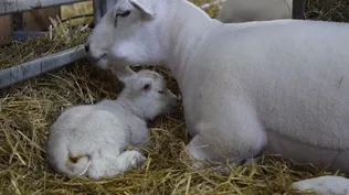 La madre, una oveja Texel, ganó el premio a la Tercer Mejor Hembra se la raza.