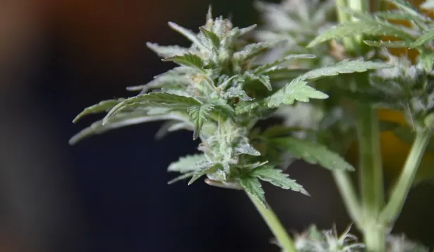 La industria cannábica está en un proceso de crecimiento
