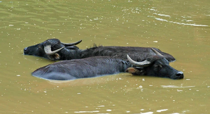 Alemania: fiebre aftosa en búfalos de agua.