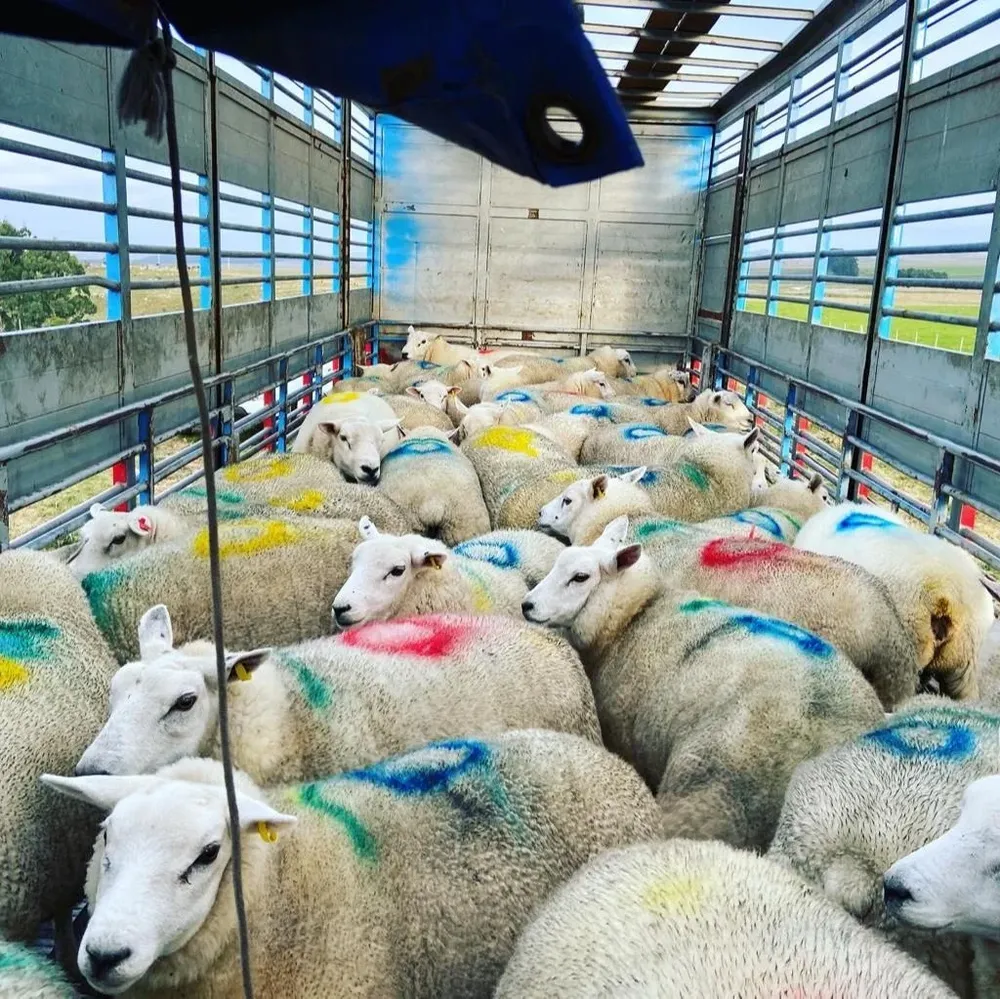 Se exportaron animales de varias razas con destino a reproducción y algunos para la producción de pelego.